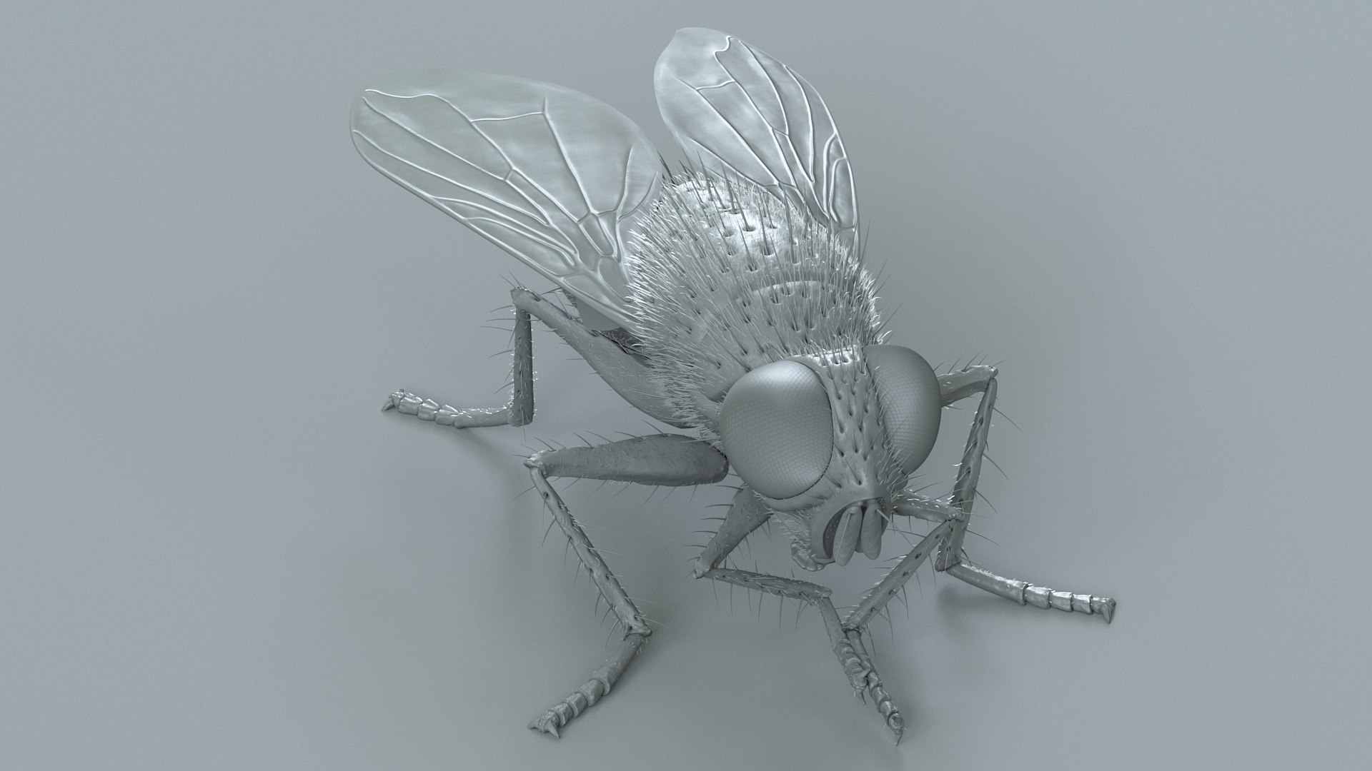 Housefly Rigged Xgen 3D model https://p.turbosquid.com/ts-thumb/wu/tUOPEn/0Y/fly_black_rigged_24/jpg/1714994377/1920x1080/fit_q87/da7558d0f620bd4d4fba360c38a8bb19e8e670cb/fly_black_rigged_24.jpg