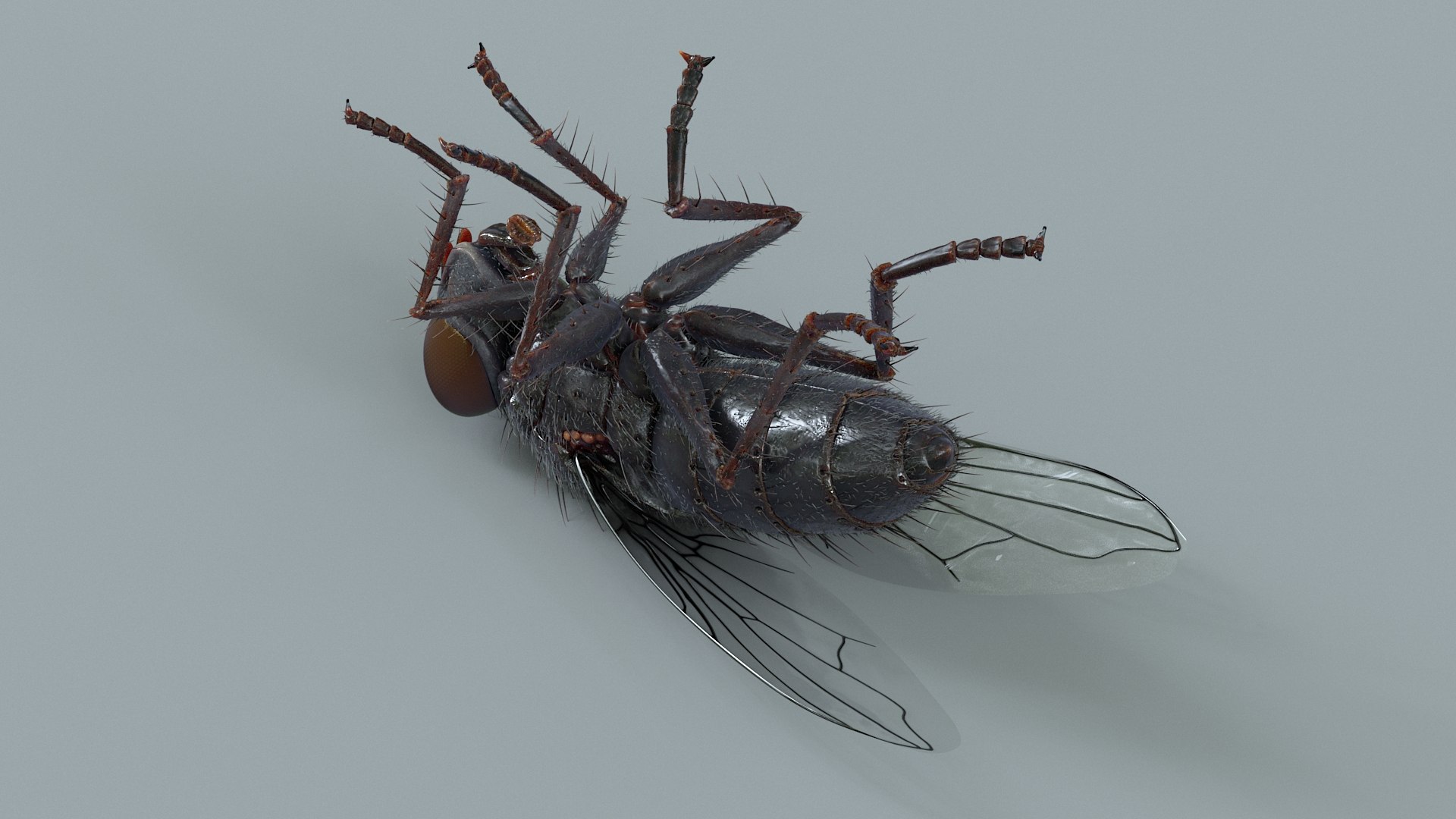 Housefly Rigged Xgen 3D model https://p.turbosquid.com/ts-thumb/wu/tUOPEn/7Z/fly_black_rigged_14/jpg/1714994360/1920x1080/fit_q87/2b03625bfcf3a92ae7d6835f100c1cefc7835307/fly_black_rigged_14.jpg