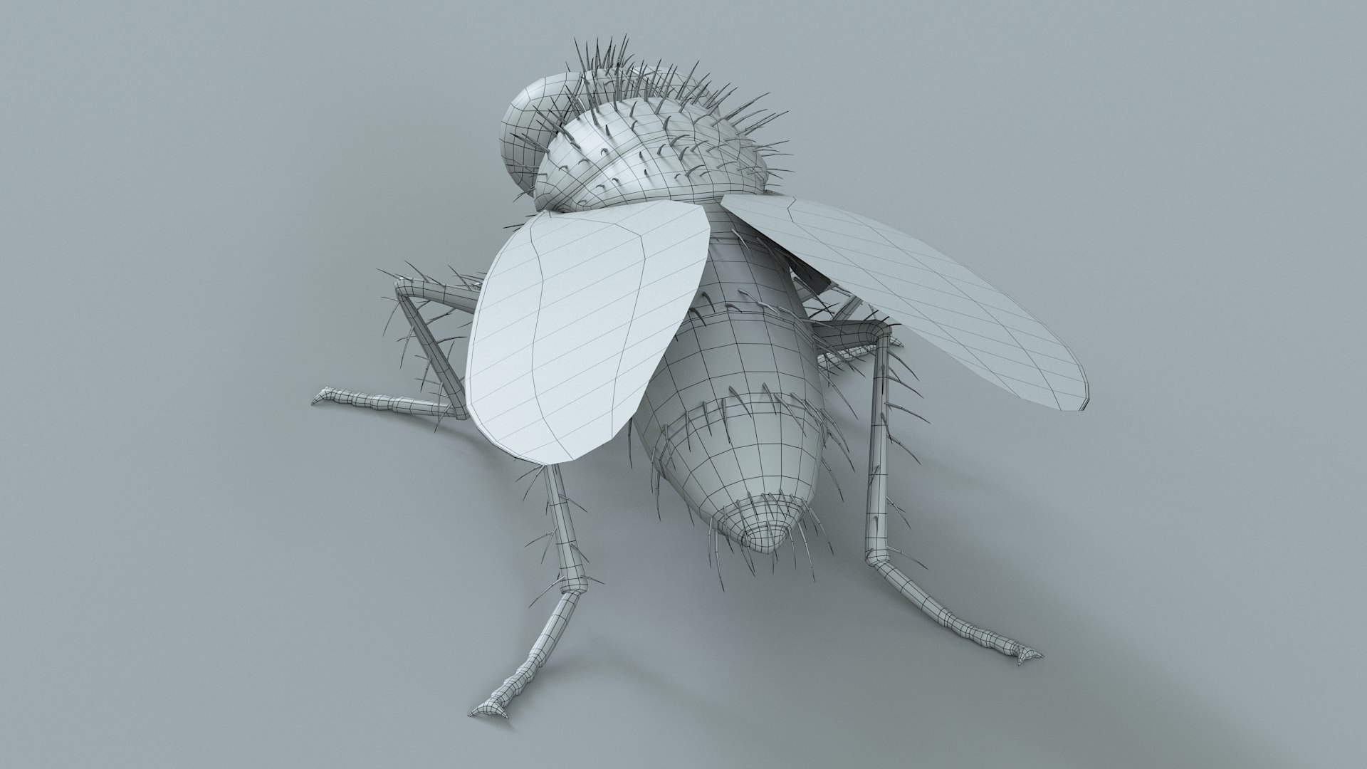 Housefly Rigged Xgen 3D model https://p.turbosquid.com/ts-thumb/wu/tUOPEn/BT/fly_black_rigged_28/jpg/1714994380/1920x1080/fit_q87/0680c46baedb5938916487f96b82eea3722254e8/fly_black_rigged_28.jpg