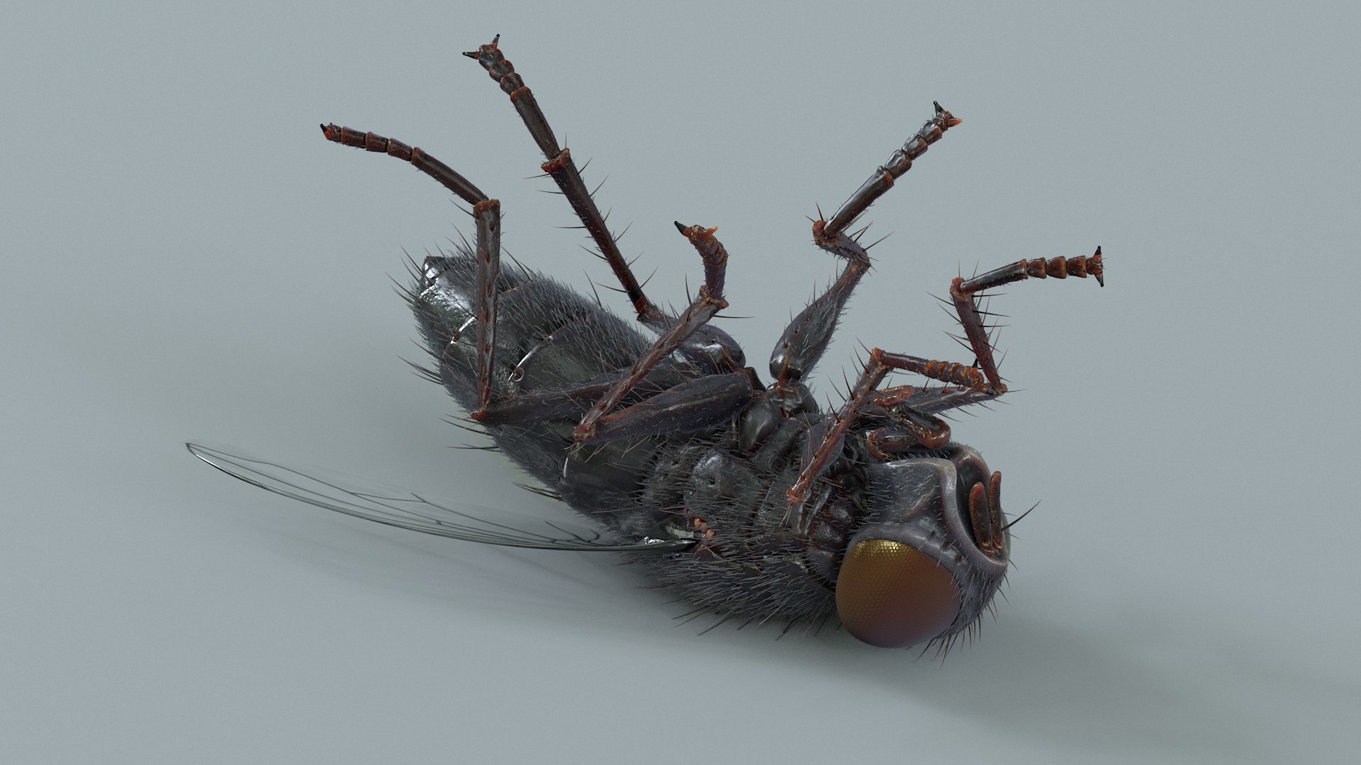 Housefly Rigged Xgen 3D model https://p.turbosquid.com/ts-thumb/wu/tUOPEn/Bg/fly_black_rigged_11/jpg/1714994358/1920x1080/fit_q87/4b7c2195431b373ad276cd8ff58cd4ddebd48e35/fly_black_rigged_11.jpg