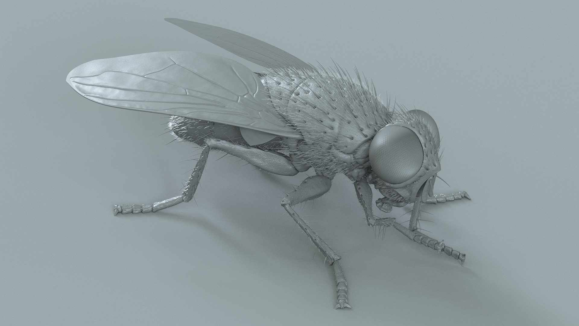 Housefly Rigged Xgen 3D model https://p.turbosquid.com/ts-thumb/wu/tUOPEn/Bk/fly_black_rigged_16/jpg/1714994365/1920x1080/fit_q87/6c64a6bff579030530ae7af34e84f3c45d547e02/fly_black_rigged_16.jpg