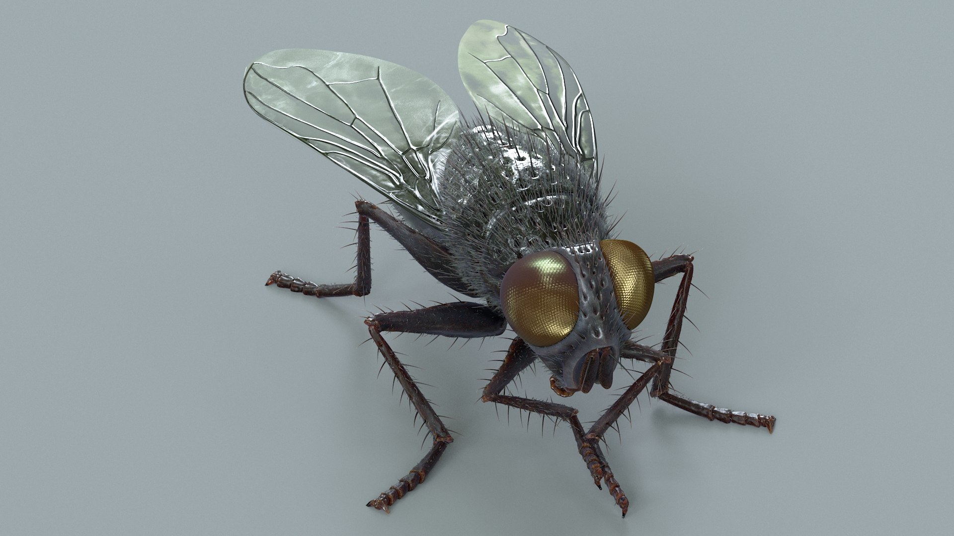 Housefly Rigged Xgen 3D model https://p.turbosquid.com/ts-thumb/wu/tUOPEn/Cd/fly_black_rigged_10/jpg/1714994355/1920x1080/fit_q87/ad58d9b4148191d0e6420b9e7d1e8c30e8789ab7/fly_black_rigged_10.jpg