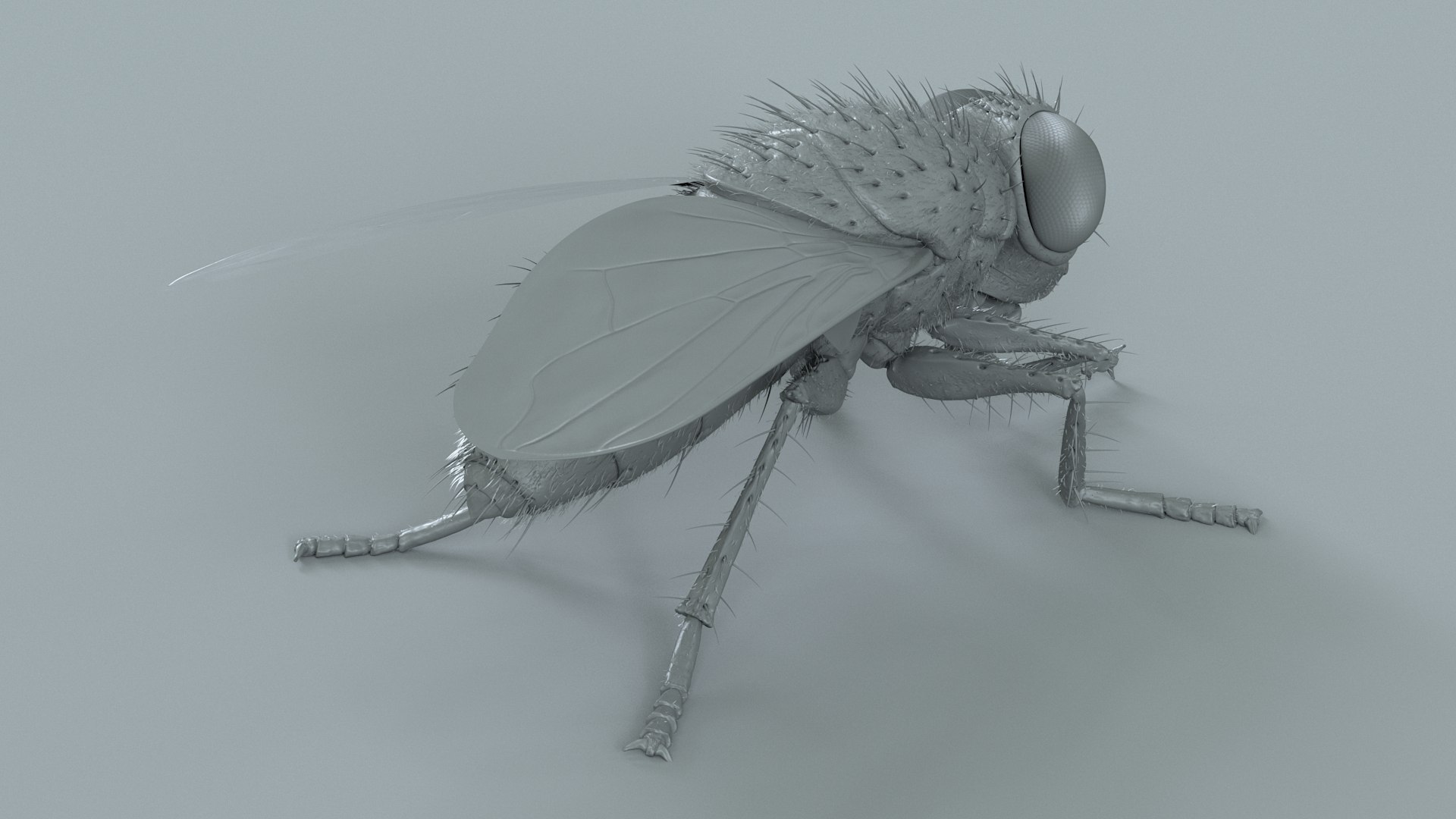 Housefly Rigged Xgen 3D model https://p.turbosquid.com/ts-thumb/wu/tUOPEn/Hn/fly_black_rigged_18/jpg/1714994368/1920x1080/fit_q87/e8d0429dd0504853671f1898f1dfbf9aca6f8383/fly_black_rigged_18.jpg