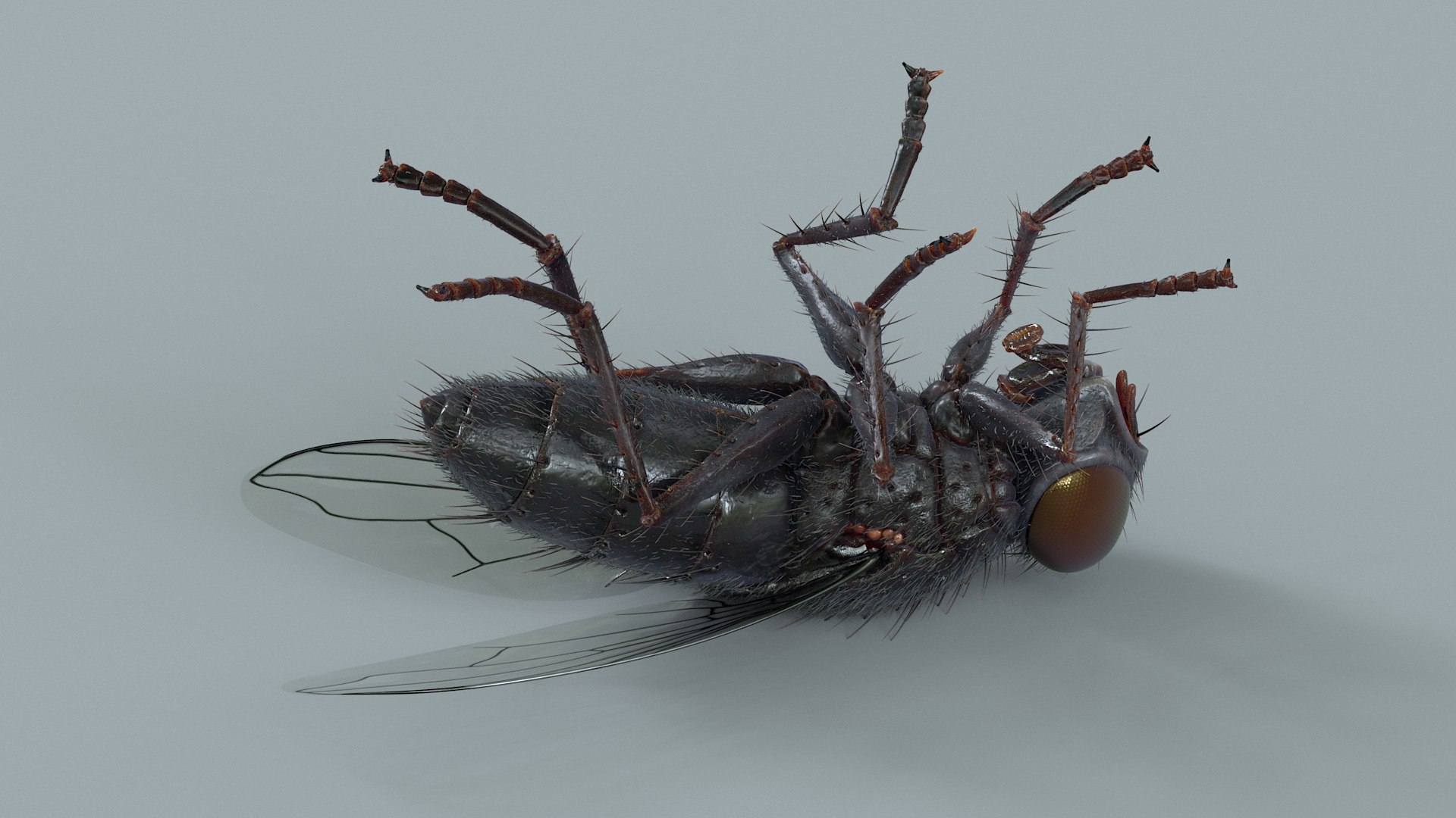 Housefly Rigged Xgen 3D model https://p.turbosquid.com/ts-thumb/wu/tUOPEn/I0/fly_black_rigged_12/jpg/1714994359/1920x1080/fit_q87/6777077c2221644dedabf45dd5a17ffb26d59bf9/fly_black_rigged_12.jpg