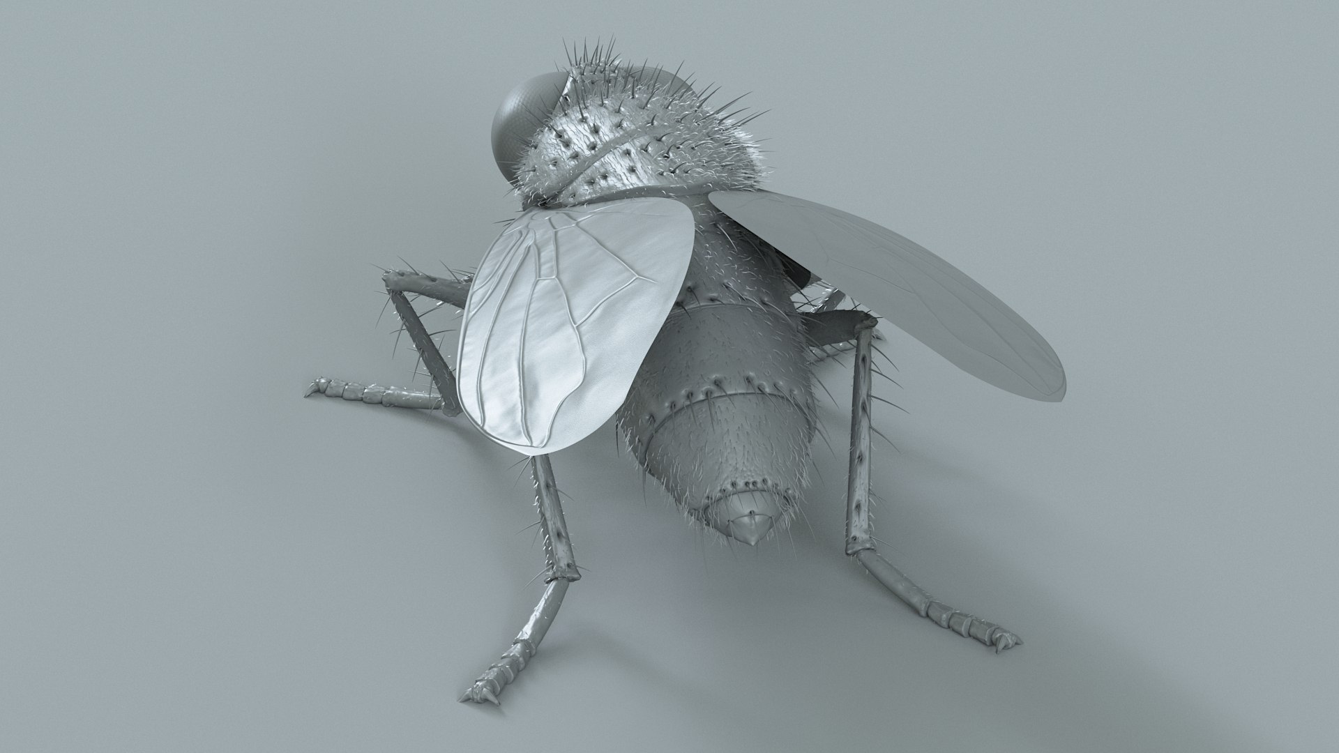 Housefly Rigged Xgen 3D model https://p.turbosquid.com/ts-thumb/wu/tUOPEn/Jw/fly_black_rigged_19/jpg/1714994369/1920x1080/fit_q87/30c1c598e4cfb45a1943eaee52214c6f974ff684/fly_black_rigged_19.jpg