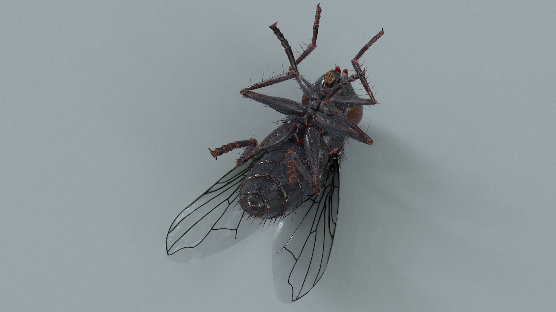Housefly Rigged Xgen 3D model https://p.turbosquid.com/ts-thumb/wu/tUOPEn/N5/fly_black_rigged_13/jpg/1714994360/1920x1080/fit_q87/24019c705e450fd614383f4bb94264d3a7469440/fly_black_rigged_13.jpg