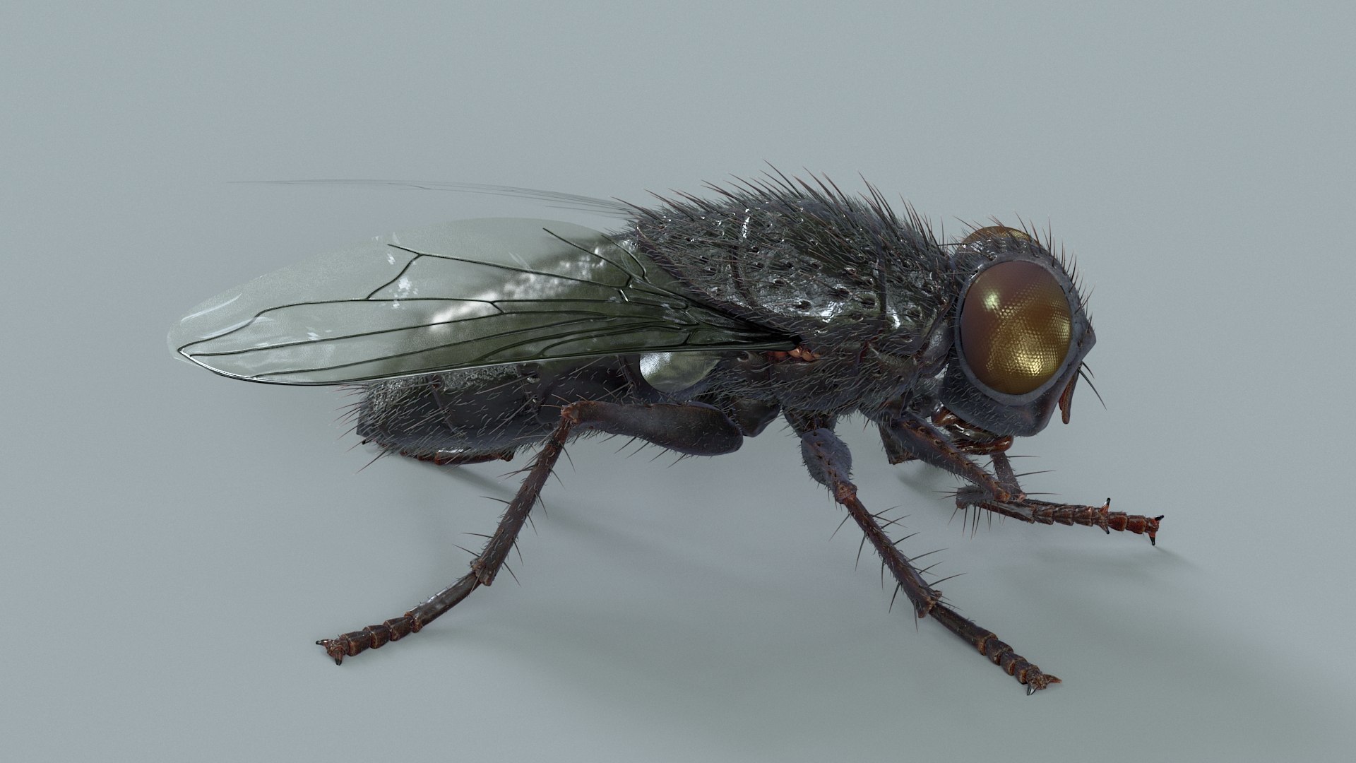 Housefly Rigged Xgen 3D model https://p.turbosquid.com/ts-thumb/wu/tUOPEn/OT/fly_black_rigged_03/jpg/1714994346/1920x1080/fit_q87/f5b86058b5bb3f2e2da719f6c66229feaad125b2/fly_black_rigged_03.jpg