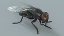 Housefly Rigged Xgen