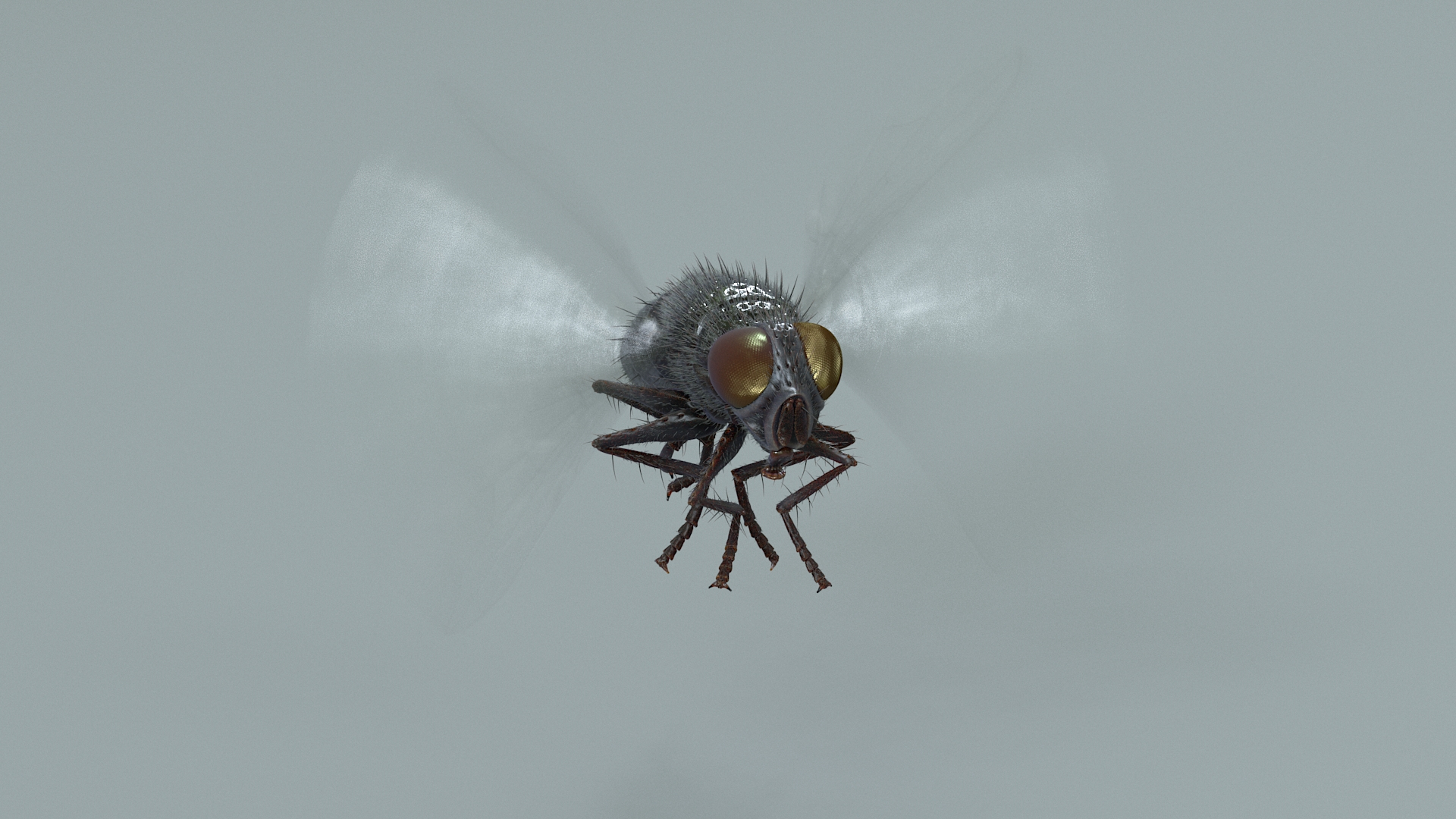 Housefly Rigged Xgen 3D model https://p.turbosquid.com/ts-thumb/wu/tUOPEn/PI/flyblackanimone/jpg/1714994143/1920x1080/turn_fit_q99/6b4b77b66134c3ec935578f32562ba2c3035fc9d/flyblackanimone-1.jpg