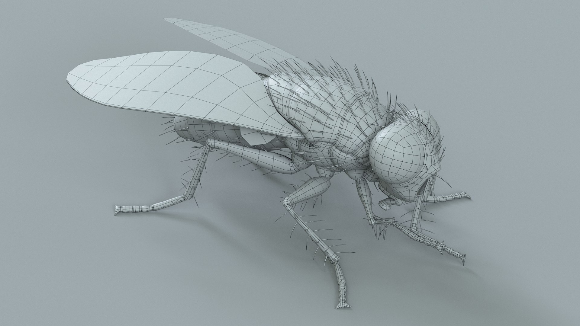 Housefly Rigged Xgen 3D model https://p.turbosquid.com/ts-thumb/wu/tUOPEn/QI/fly_black_rigged_25/jpg/1714994377/1920x1080/fit_q87/c7566860c3024fbe8f162ea91dce59578d8a2fd0/fly_black_rigged_25.jpg