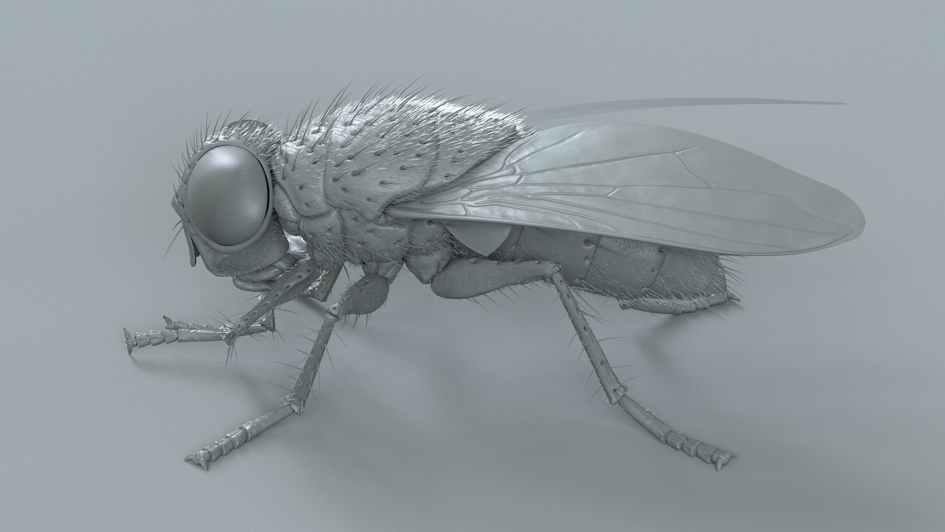 Housefly Rigged Xgen 3D model https://p.turbosquid.com/ts-thumb/wu/tUOPEn/TQ/fly_black_rigged_21/jpg/1714994372/1920x1080/fit_q87/c703684bf8c827945b8b68180a9a7a2744b41af0/fly_black_rigged_21.jpg