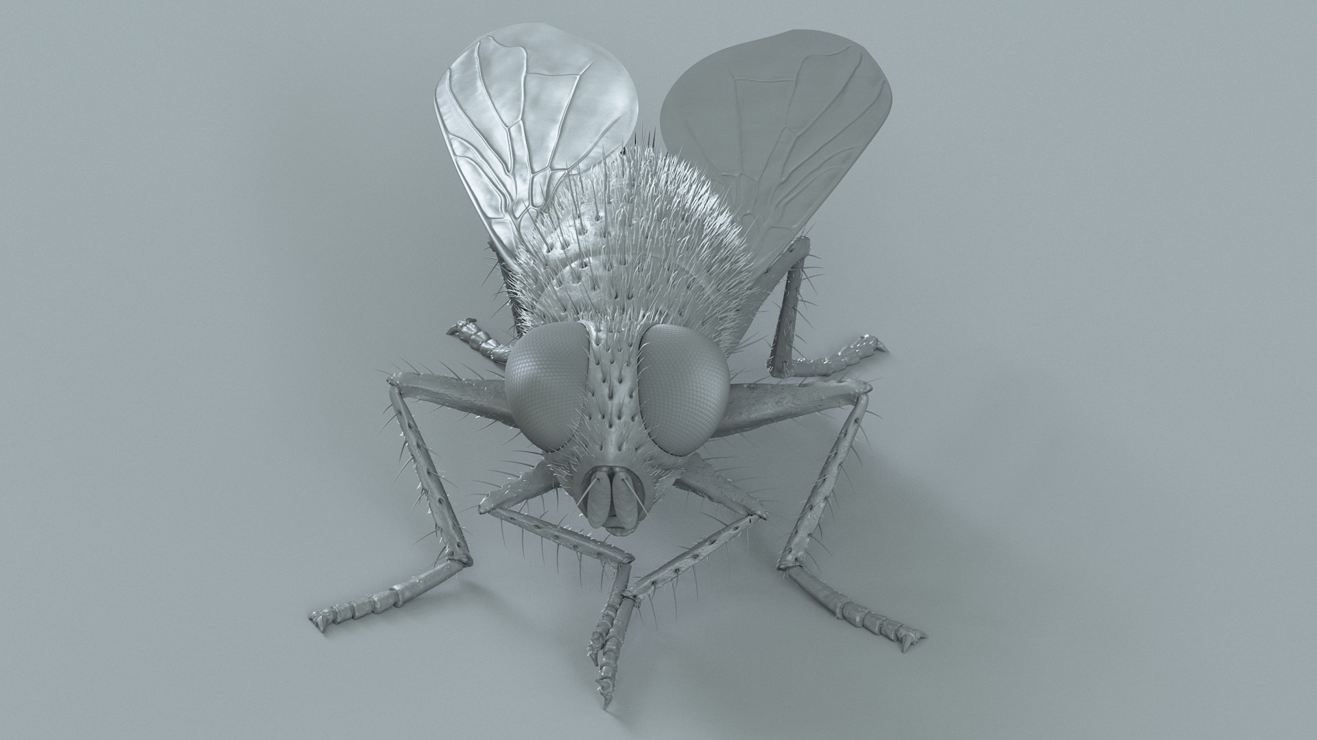 Housefly Rigged Xgen 3D model https://p.turbosquid.com/ts-thumb/wu/tUOPEn/WA/fly_black_rigged_23/jpg/1714994373/1920x1080/fit_q87/34b7f9a5739b61b158a2f5a40e8790638bd4a5f6/fly_black_rigged_23.jpg