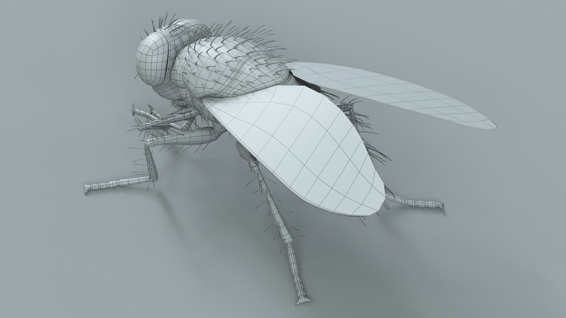 Housefly Rigged Xgen 3D model https://p.turbosquid.com/ts-thumb/wu/tUOPEn/Wy/fly_black_rigged_29/jpg/1714994383/1920x1080/fit_q87/3d54abecf231ca82da3e29000d85e8dec1401175/fly_black_rigged_29.jpg