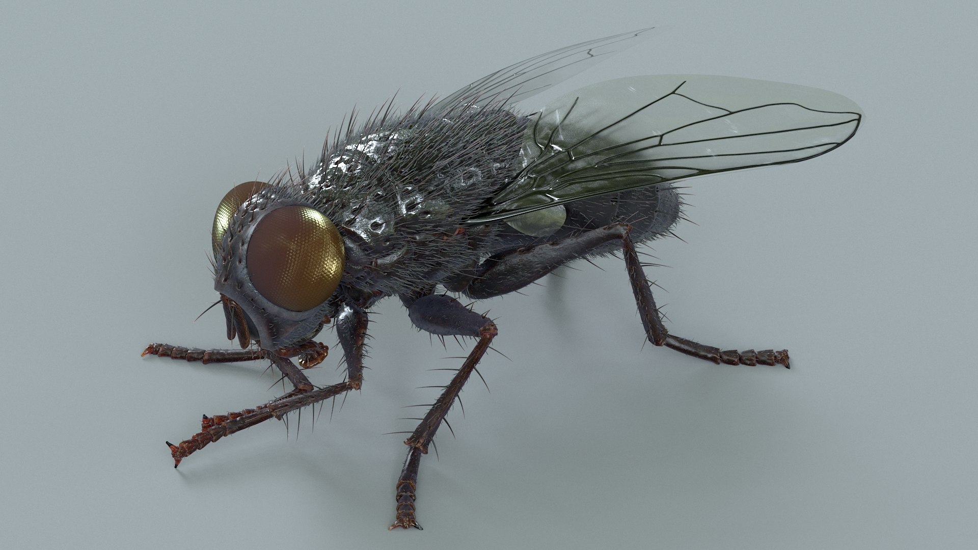 Housefly Rigged Xgen 3D model https://p.turbosquid.com/ts-thumb/wu/tUOPEn/XS/fly_black_rigged_08/jpg/1714994354/1920x1080/fit_q87/f091c8edd39abf5269d79417ef85b9b3d34708f5/fly_black_rigged_08.jpg