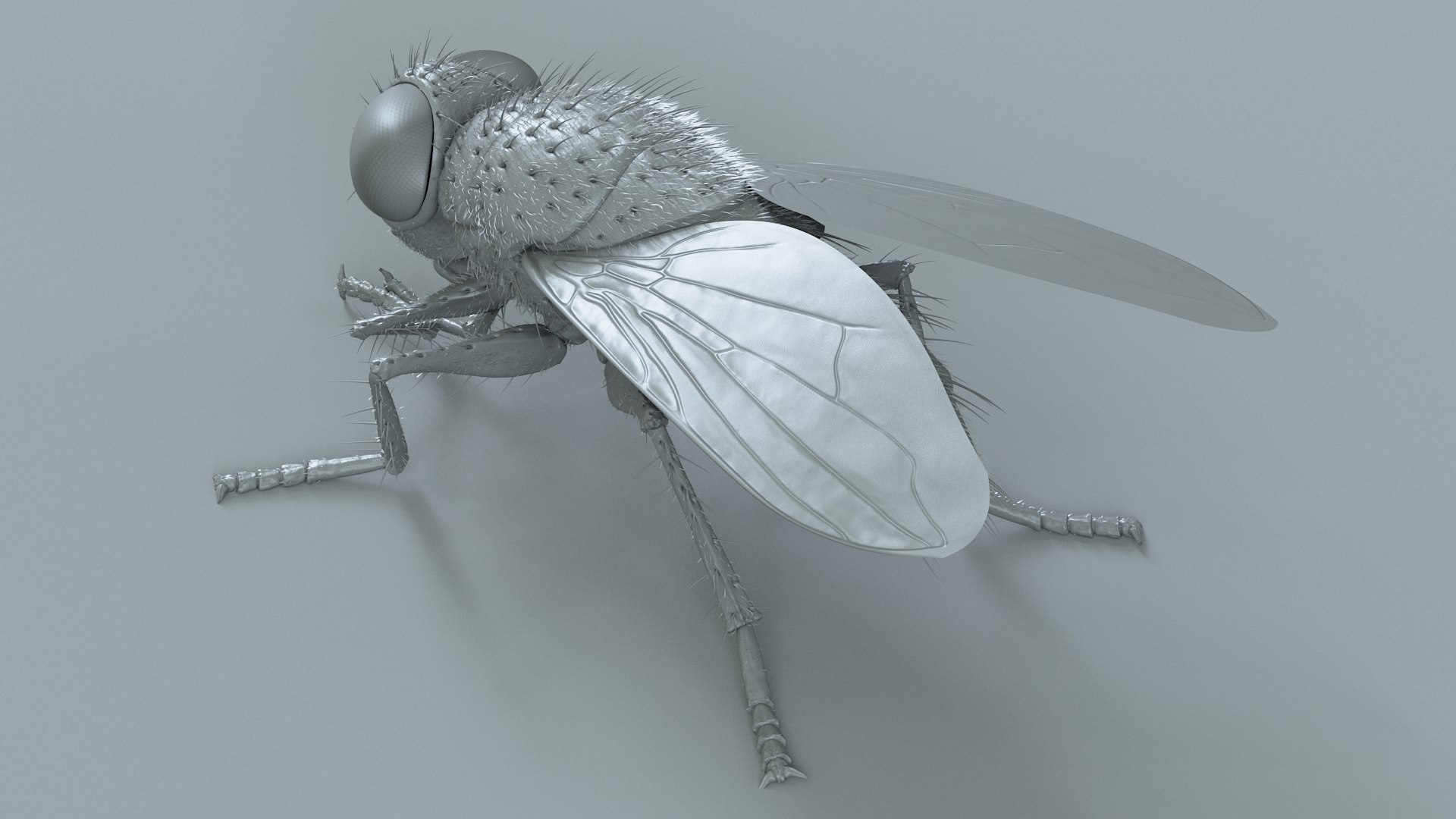 Housefly Rigged Xgen 3D model https://p.turbosquid.com/ts-thumb/wu/tUOPEn/Yh/fly_black_rigged_20/jpg/1714994370/1920x1080/fit_q87/3b386c412fa4232624c334db6b3529426e98b4a2/fly_black_rigged_20.jpg