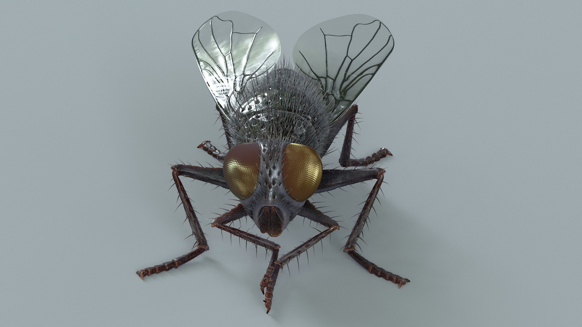 Housefly Rigged Xgen 3D model https://p.turbosquid.com/ts-thumb/wu/tUOPEn/b1/fly_black_rigged_09/jpg/1714994356/1920x1080/fit_q87/b780fbe079ea799433a1d0836a8d732eb5e6fa36/fly_black_rigged_09.jpg