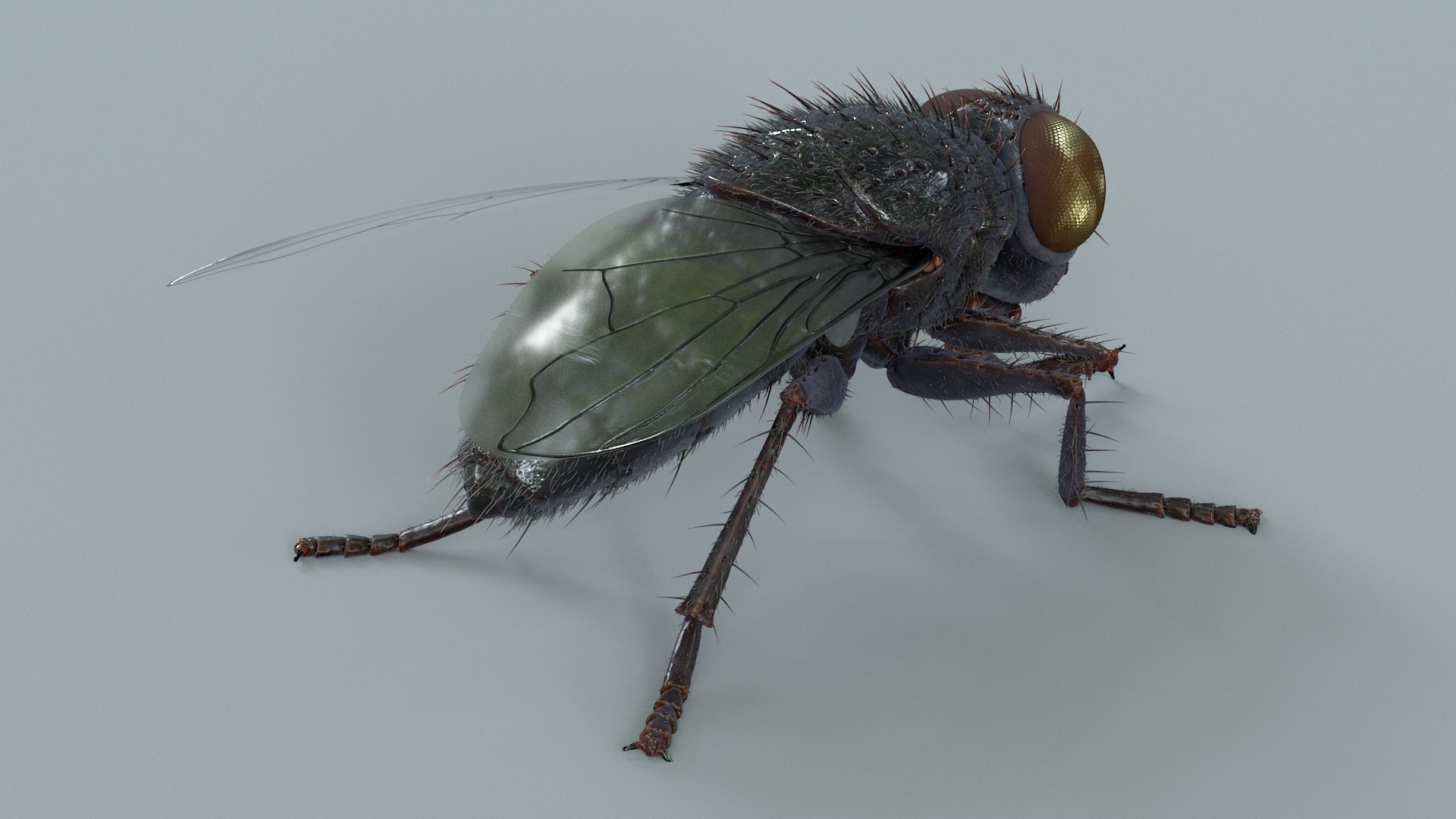 Housefly Rigged Xgen 3D model https://p.turbosquid.com/ts-thumb/wu/tUOPEn/dU/fly_black_rigged_04/jpg/1714994346/1920x1080/fit_q87/40af9d9b854f9f0bfd334ccf93845047cbf52747/fly_black_rigged_04.jpg
