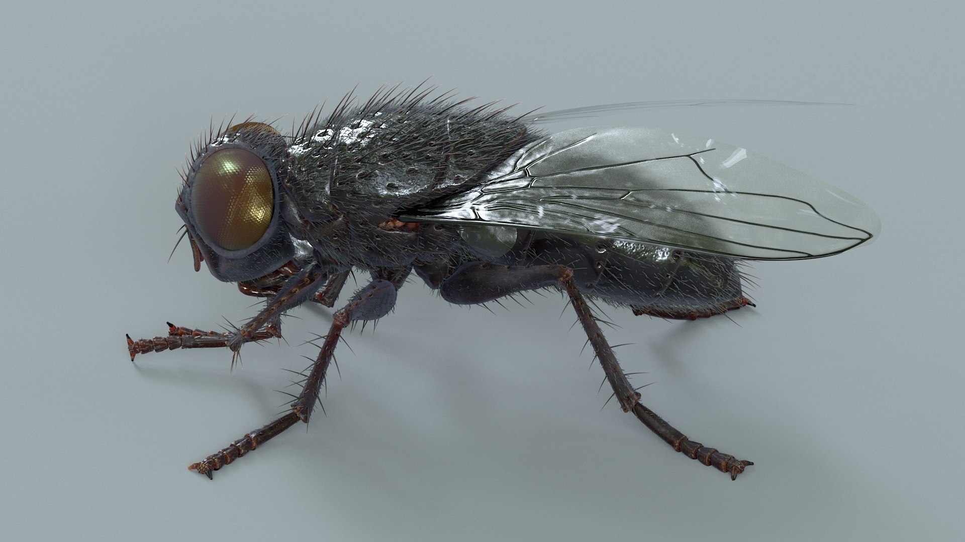 Housefly Rigged Xgen 3D model https://p.turbosquid.com/ts-thumb/wu/tUOPEn/eD/fly_black_rigged_07/jpg/1714994351/1920x1080/fit_q87/e7c31777ec19b4bac19a32c8132d8d5621fb934a/fly_black_rigged_07.jpg