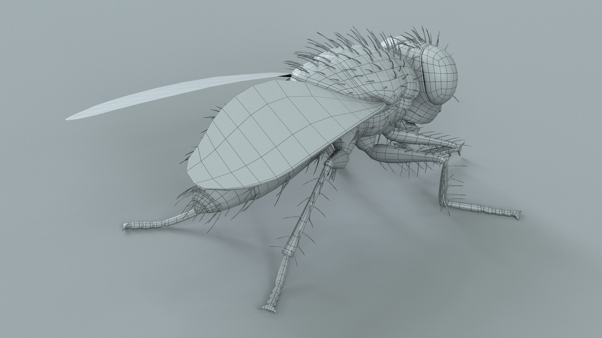 Housefly Rigged Xgen 3D model https://p.turbosquid.com/ts-thumb/wu/tUOPEn/fN/fly_black_rigged_27/jpg/1714994380/1920x1080/fit_q87/10924dc83f2bdee6959367ac3cebed8071f05c6c/fly_black_rigged_27.jpg