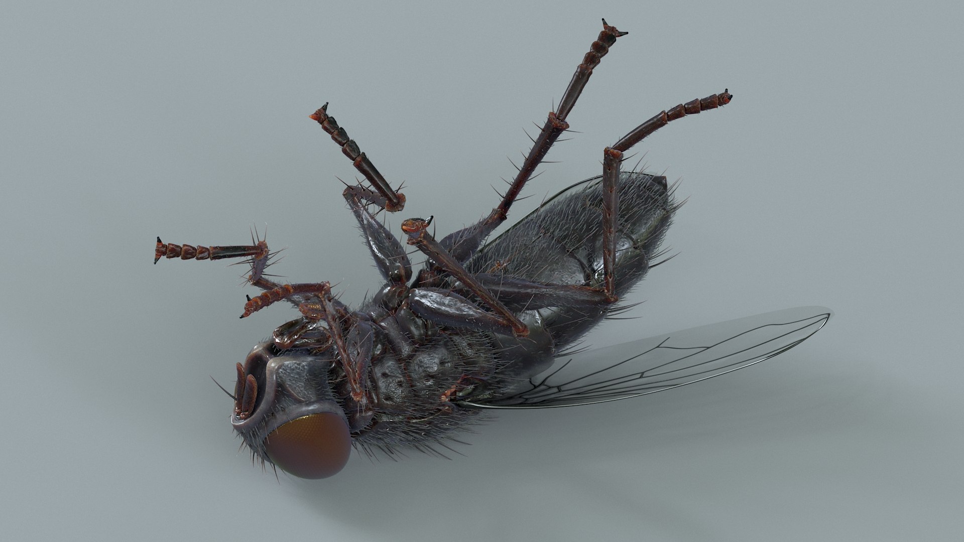 Housefly Rigged Xgen 3D model https://p.turbosquid.com/ts-thumb/wu/tUOPEn/lL/fly_black_rigged_15/jpg/1714994365/1920x1080/fit_q87/71271277adae8b97d4b5f0dbeb3d5d47b88c35f8/fly_black_rigged_15.jpg