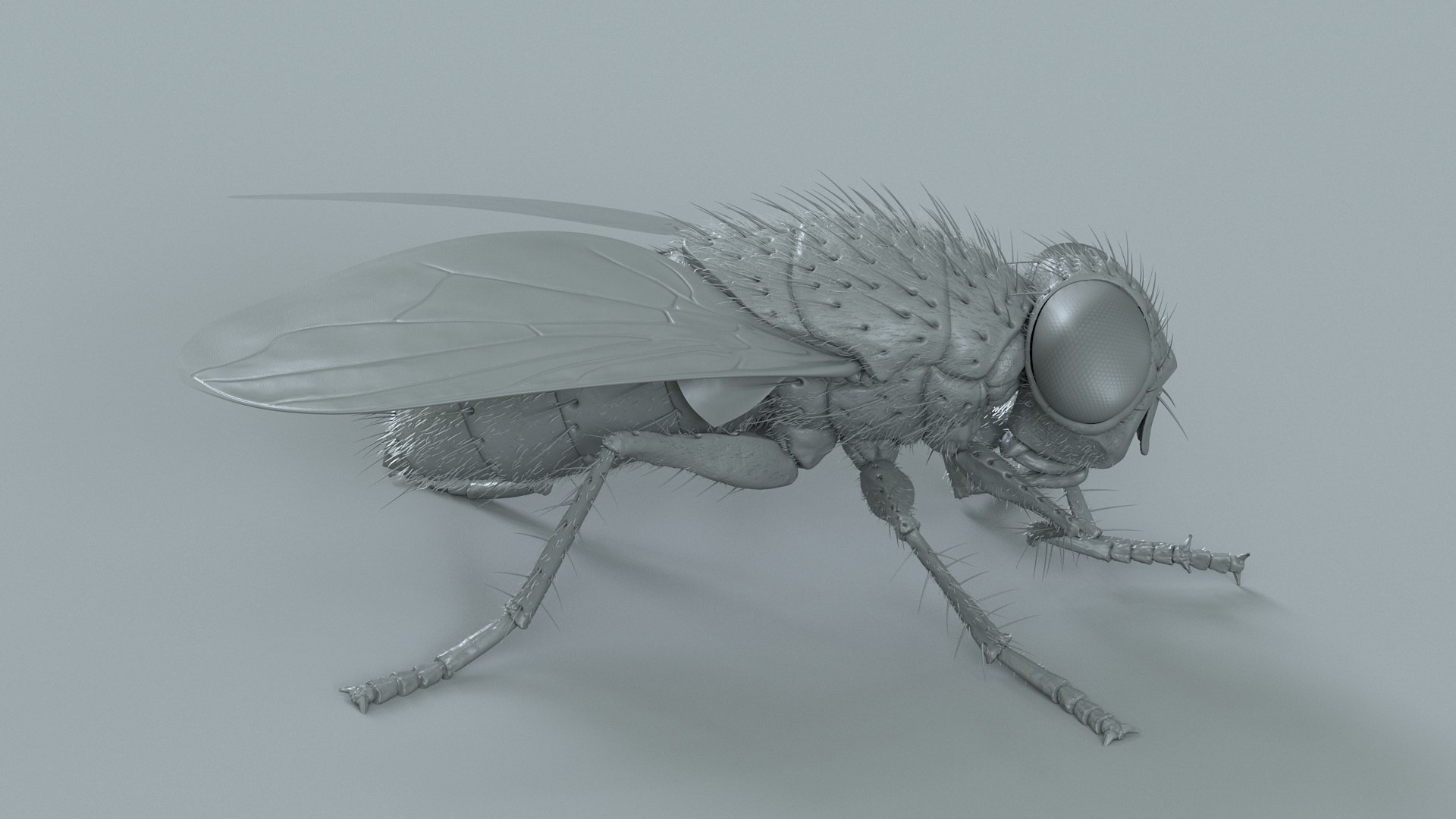 Housefly Rigged Xgen 3D model https://p.turbosquid.com/ts-thumb/wu/tUOPEn/nR/fly_black_rigged_17/jpg/1714994365/1920x1080/fit_q87/7002df360635f6258b70eb6d2bcc26498d5fa84c/fly_black_rigged_17.jpg