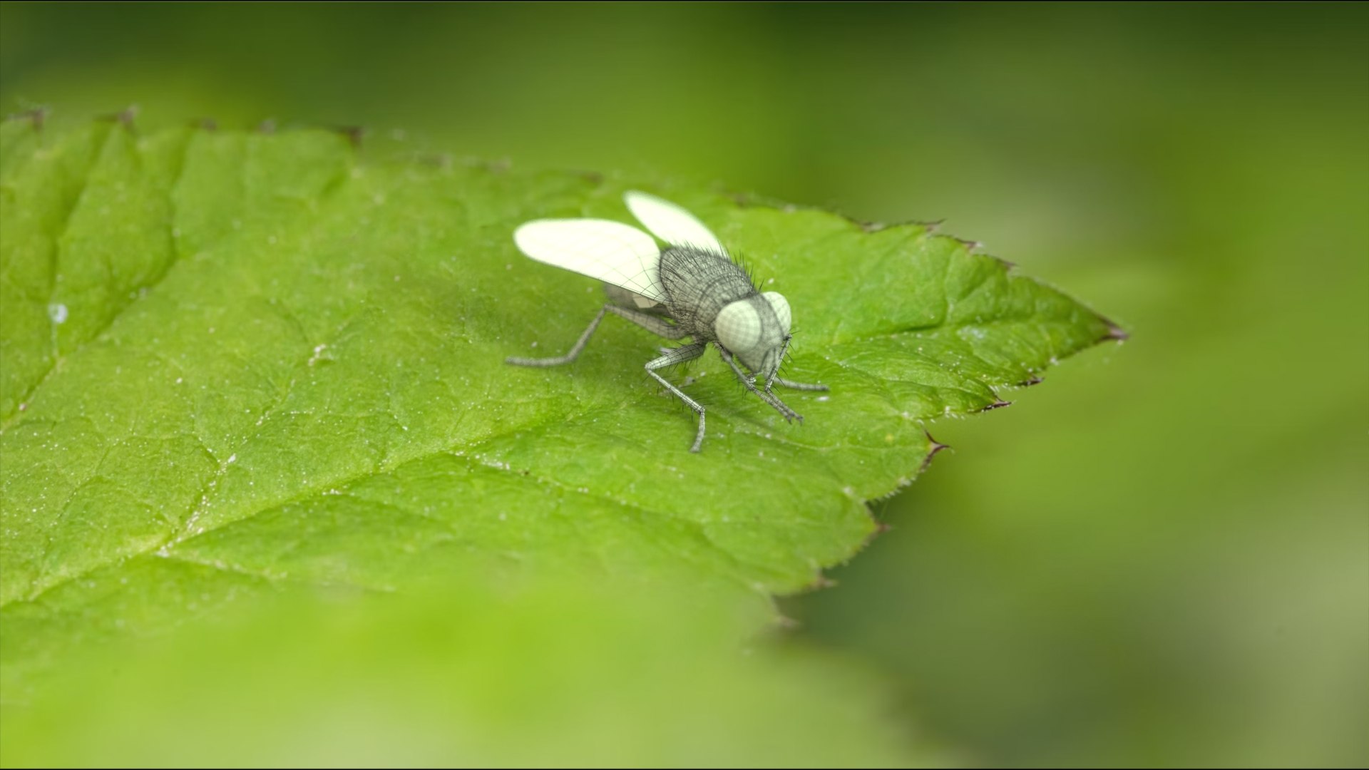 Housefly Rigged Xgen 3D model https://p.turbosquid.com/ts-thumb/wu/tUOPEn/nZ/fly_black_scene_02_wf/jpg/1714998623/1920x1080/fit_q87/1e2d8499d3bfab08befc860d64fb4175d71a35df/fly_black_scene_02_wf.jpg
