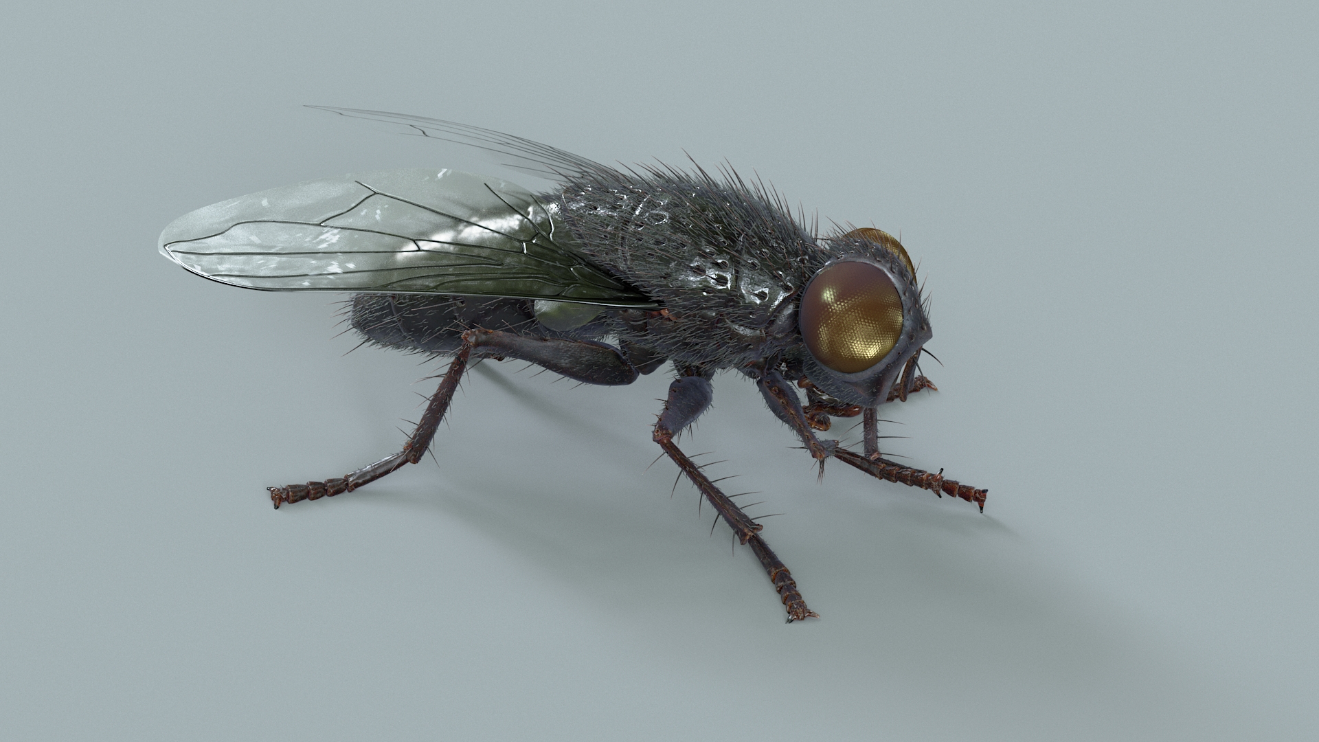 Housefly Rigged Xgen 3D model https://p.turbosquid.com/ts-thumb/wu/tUOPEn/qS/flyblackriggedtba/jpg/1714992775/1920x1080/turn_fit_q99/8d0fc730a26a8b0971501981221679fa94bb774d/flyblackriggedtba-1.jpg