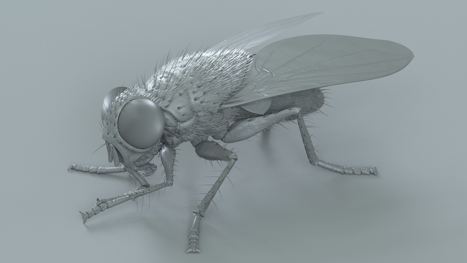 Housefly Rigged Xgen 3D model https://p.turbosquid.com/ts-thumb/wu/tUOPEn/rm/fly_black_rigged_22/jpg/1714994372/1920x1080/fit_q87/5db0a5db8e6a98928a74562cf08cab1a8d549702/fly_black_rigged_22.jpg