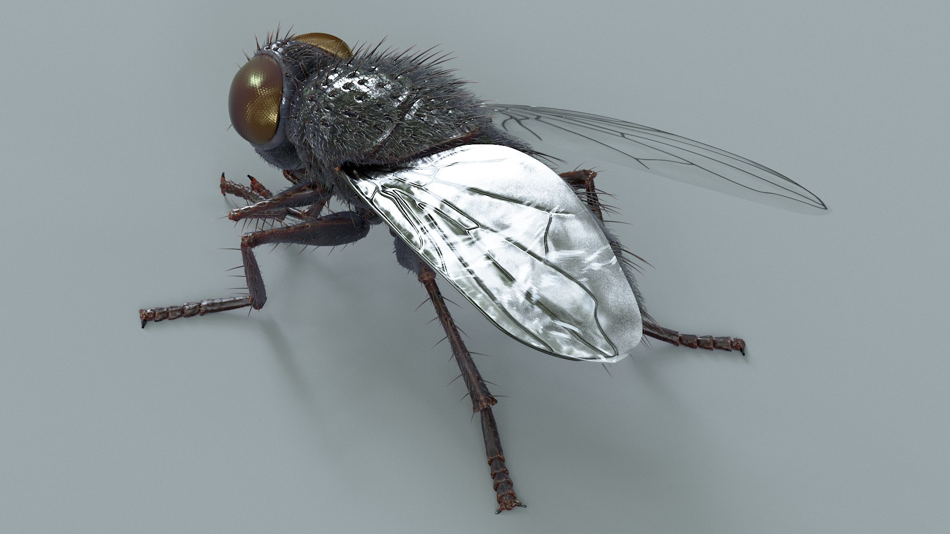Housefly Rigged Xgen 3D model https://p.turbosquid.com/ts-thumb/wu/tUOPEn/s8/fly_black_rigged_06/jpg/1714994351/1920x1080/fit_q87/9a64ad8715aab1e314e22326a7977640829b3973/fly_black_rigged_06.jpg