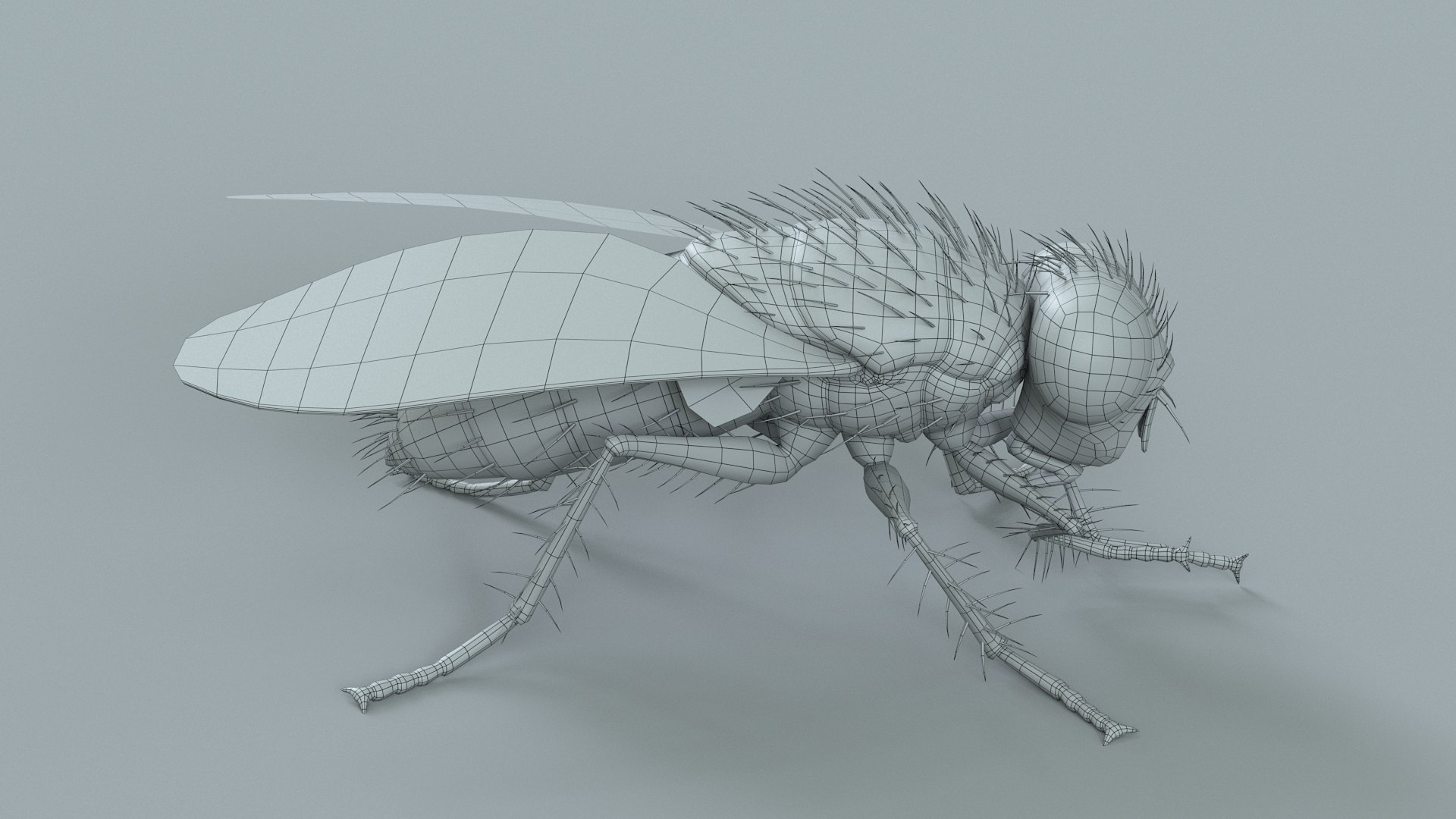 Housefly Rigged Xgen 3D model https://p.turbosquid.com/ts-thumb/wu/tUOPEn/sw/fly_black_rigged_26/jpg/1714994379/1920x1080/fit_q87/ef1b969ea2bad7b5b1e5611361c29de428868188/fly_black_rigged_26.jpg
