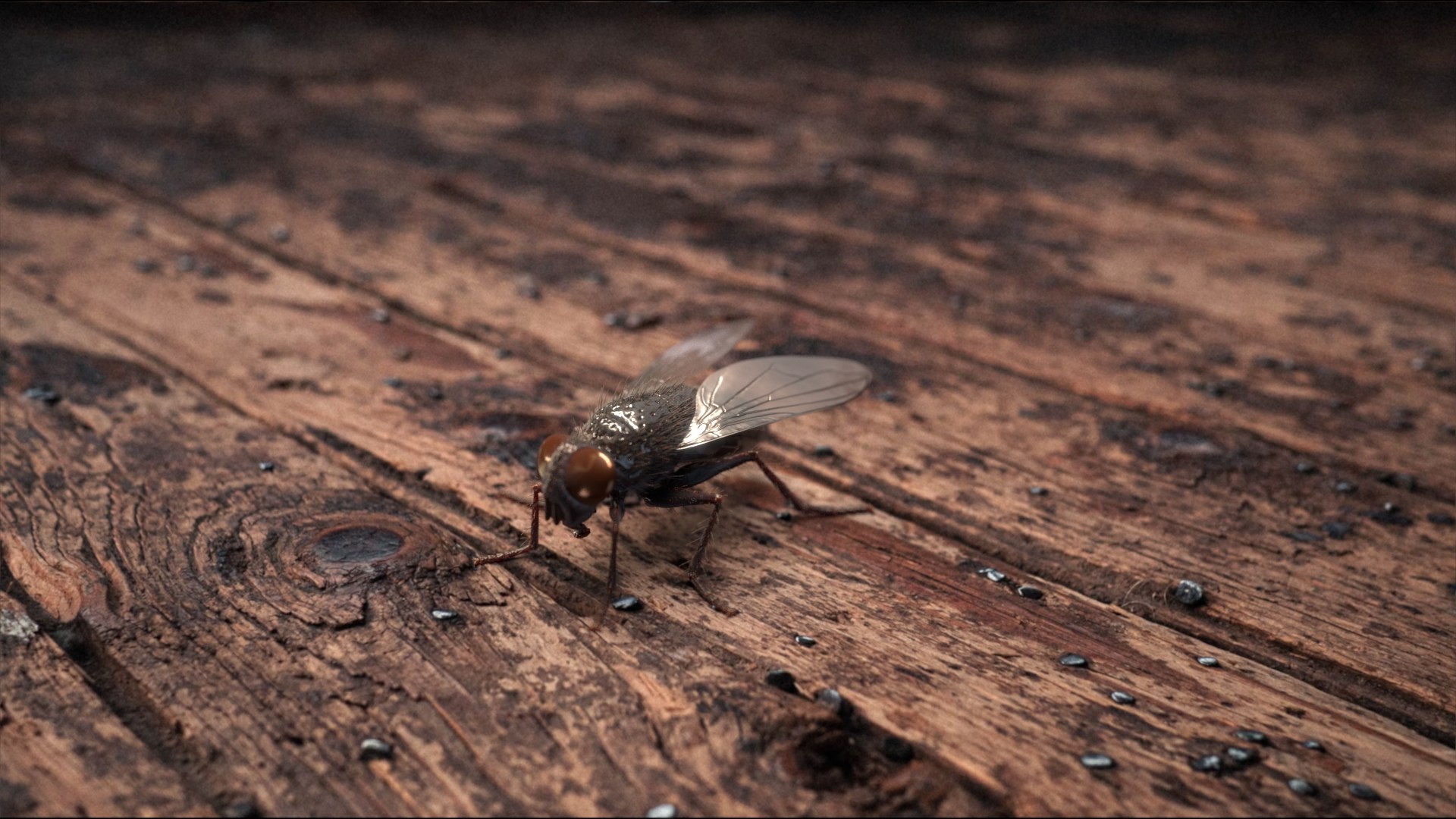 Housefly Rigged Xgen 3D model https://p.turbosquid.com/ts-thumb/wu/tUOPEn/t1/fly_black_scene_01/jpg/1714998621/1920x1080/fit_q87/9a66ed2fa8bcbd7b5161cbe768177295a08dd855/fly_black_scene_01.jpg