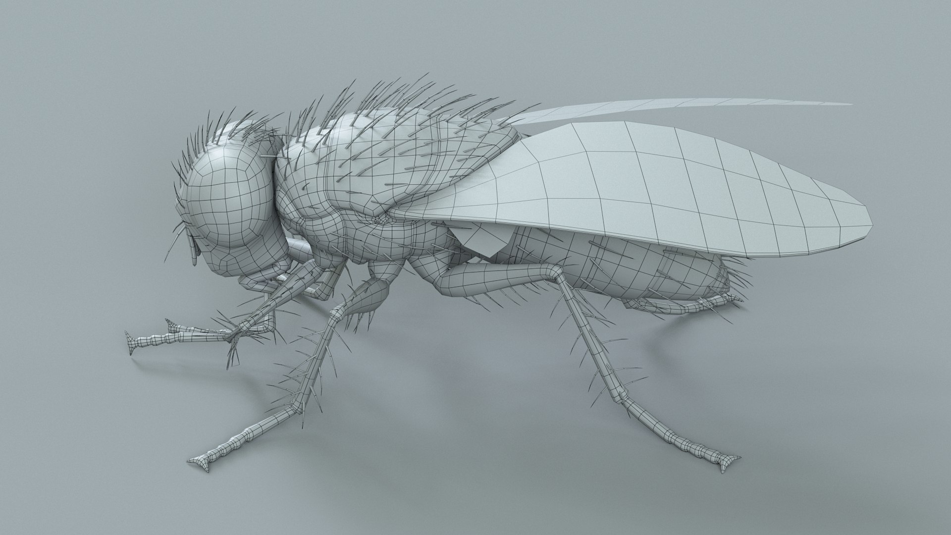 Housefly Rigged Xgen 3D model https://p.turbosquid.com/ts-thumb/wu/tUOPEn/tP/fly_black_rigged_30/jpg/1714994384/1920x1080/fit_q87/901782500c182b616d607fa4cb180e83b22b0872/fly_black_rigged_30.jpg