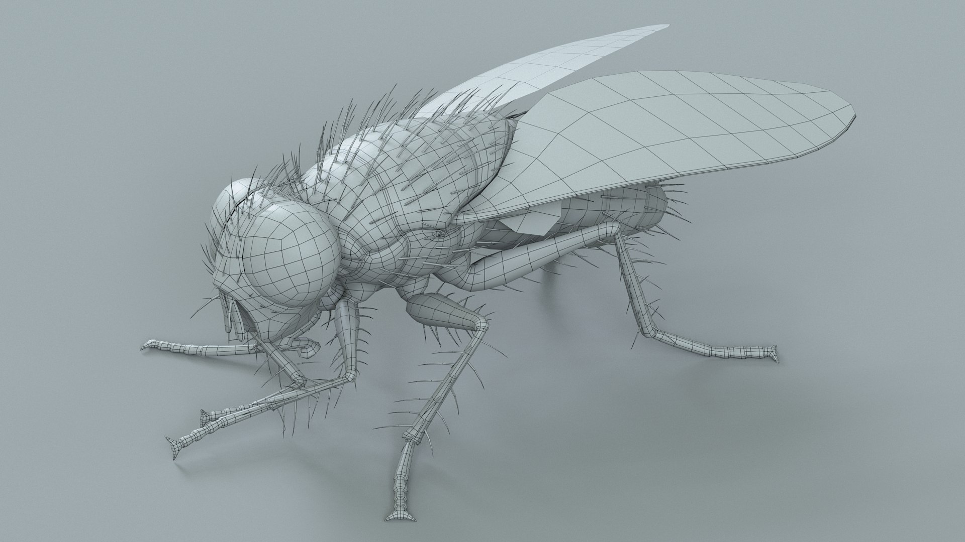 Housefly Rigged Xgen 3D model https://p.turbosquid.com/ts-thumb/wu/tUOPEn/v5/fly_black_rigged_31/jpg/1714994386/1920x1080/fit_q87/e156a33e5260bc7b030bd68a84492c47e5ac9037/fly_black_rigged_31.jpg