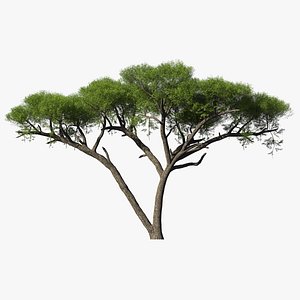 african acacia tree south africa model