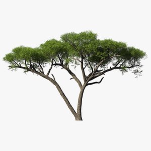 African Acacia Tree