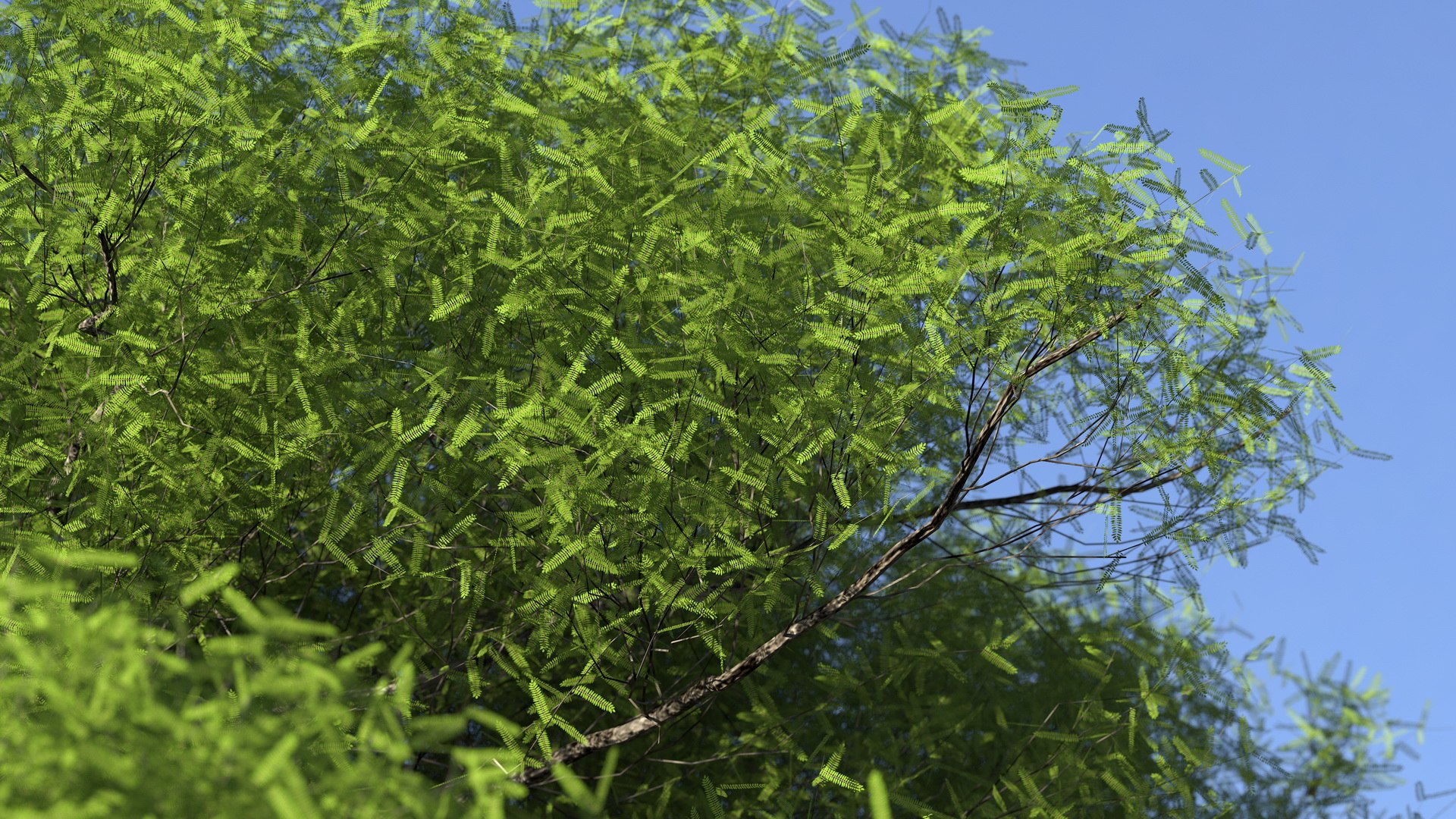 African Acacia Tree South Africa Model - TurboSquid 1461199