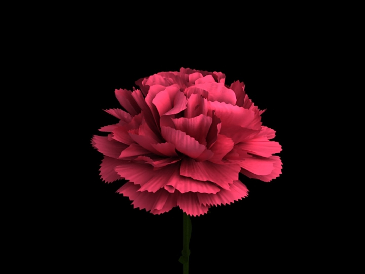 flower carnations 3d model