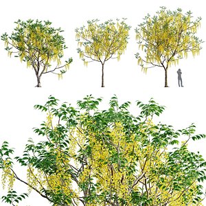 Cassia fistula