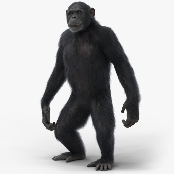 modelo 3d Chimpancé - TurboSquid 2005149