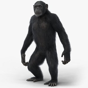 Chimpanzee