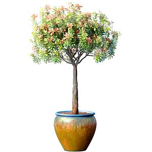Decorative flowering garden tree shrub in a pot pot vase urn