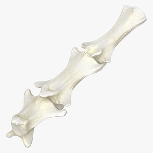 Domestic Cat Caudal Vertebrae Bones 02 3D model