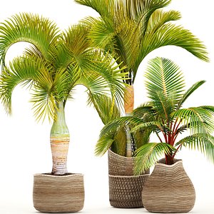 3D tropical plants model