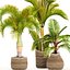 Collection of tropical plants