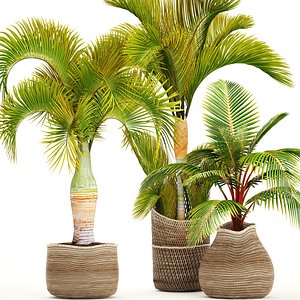 Collection of tropical plants