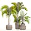 Collection of tropical plants