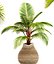 Collection of tropical plants
