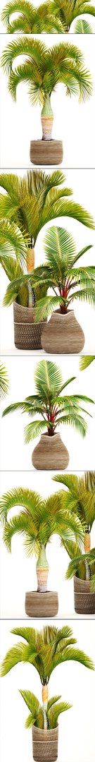3D tropical plants model https://p.turbosquid.com/ts-thumb/ww/1GdDi1/JCCvvopO/basketplants12/jpg/1507106099/1920x1080/fit_q87/e075a13d0d14e7f0a9948c3ba116f356eb4b83cd/basketplants12.jpg