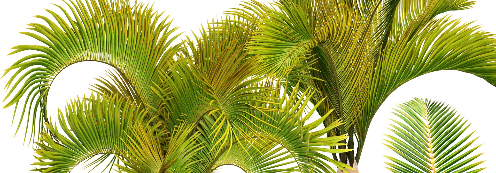 3D tropical plants model https://p.turbosquid.com/ts-thumb/ww/1GdDi1/N79l66el/basketplants10/jpg/1507106099/1920x1080/fit_q87/9e8fc9a6f3ba5510d9510231fbe467b37f788a02/basketplants10.jpg