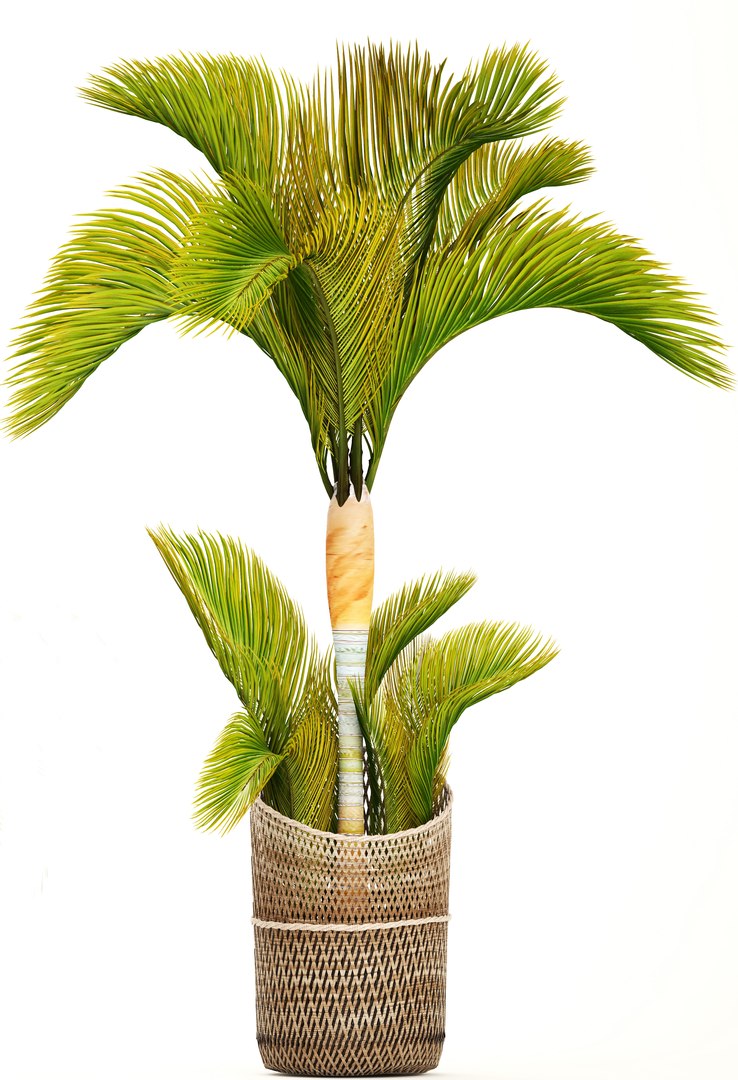 3D tropical plants model https://p.turbosquid.com/ts-thumb/ww/1GdDi1/TUscNEKF/basketplants05/jpg/1507106099/1920x1080/fit_q87/9601cf9562272e3a2d28977689e0833bd9e56185/basketplants05.jpg